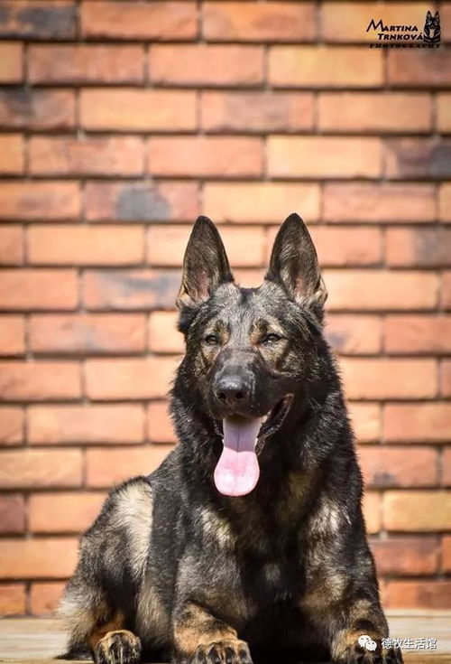 东德牧羊犬的特点