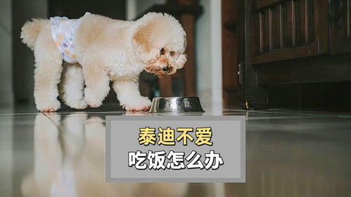 泰迪不吃狗粮不吃饭怎么办