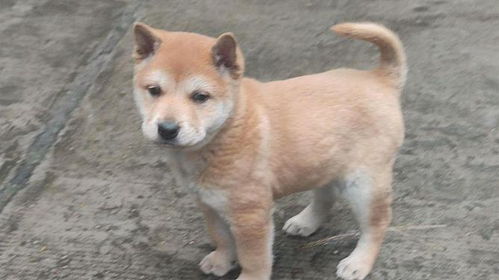 黄白毛色的小型犬
