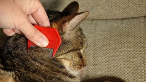 猫咪洗澡可以把跳蚤洗掉吗