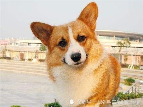 哪些狗适合家养新手