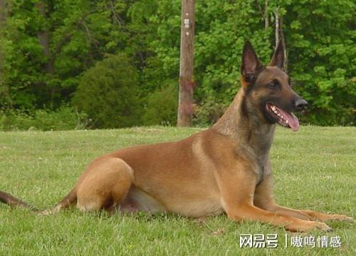 马犬多长时间性成熟