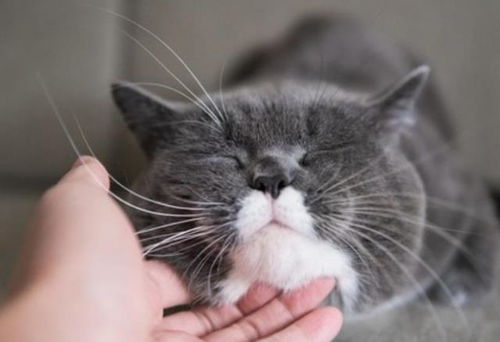 猫猫喜欢主人摸它吗
