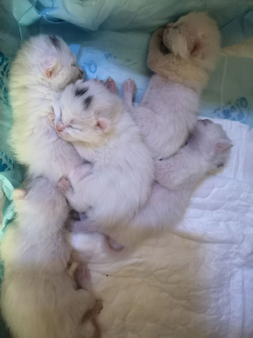 大猫生完多久可以洗澡