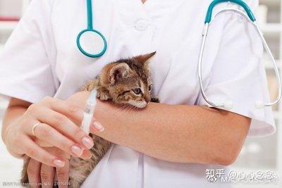 狗狗打疫苗针头弯了