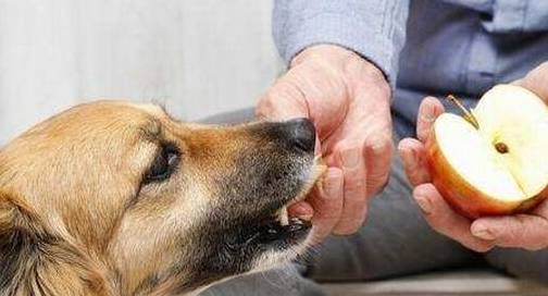 狗狗肠胃坏死能活多久
