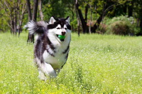 阿拉斯加犬与狼的区别