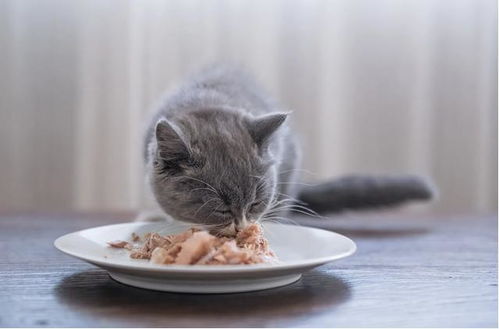 猫咪增肥食品