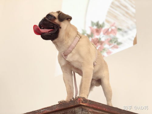 狗狗用品什么牌子好