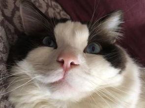 猫咪几个月可以体内驱虫药