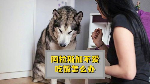 阿拉斯加不吃狗粮吃饭可以吗