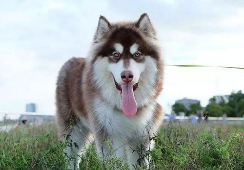 阿拉斯加犬智商排第几名
