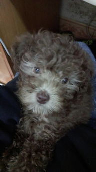 泰迪幼犬吐白色粘液