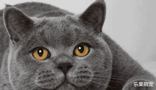 主人靠近猫就跑