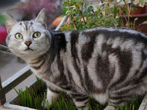 猫除了猫粮吃啥