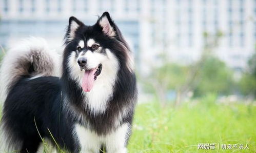 阿拉斯加犬大吗