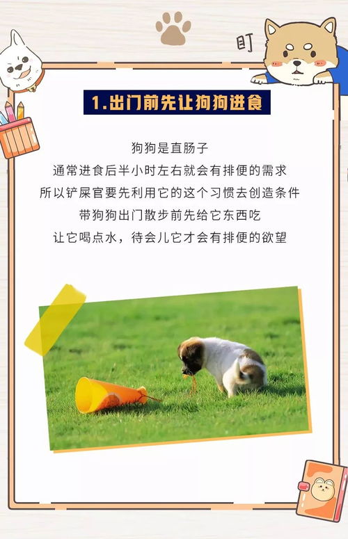 狗狗外面不拉屎回来就拉屎了怎么办