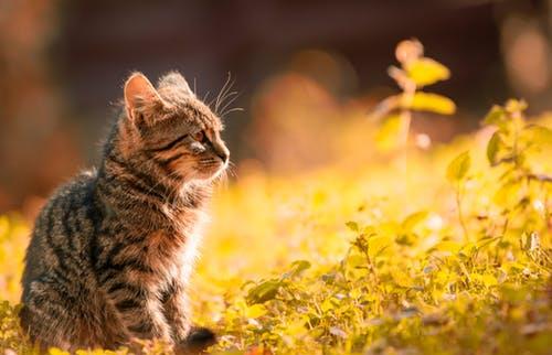 猫可以晒太阳多长时间