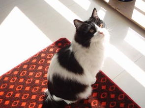 猫是多久算一岁