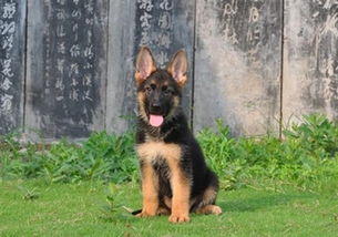 德国牧羊犬几个月发情