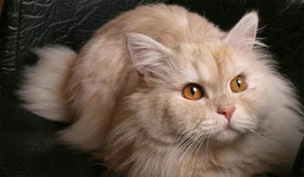 猫吃零食不吃猫粮怎么回事