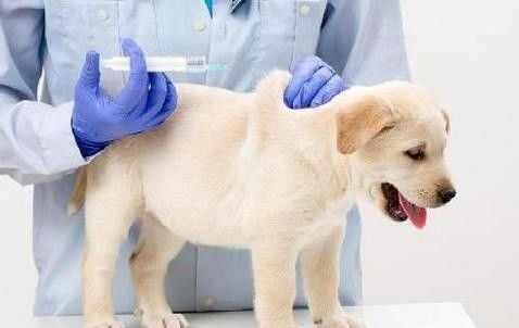 狗狗必须打的疫苗