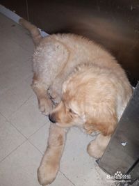 狗狗拉稀了吃什么好