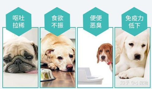 狗益生菌吃多久停药