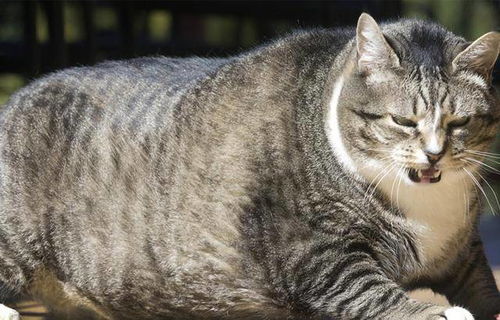 超重体型的猫体质范围