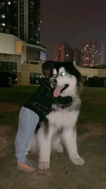 阿拉斯加温顺嘛