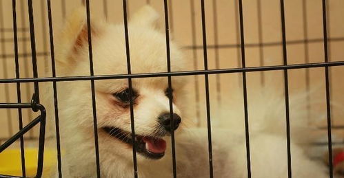 什么狗适合养在笼子里