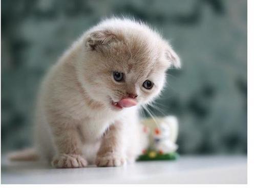 小猫吃什么东西比较好