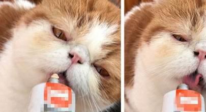 猫吃的营养膏哪种最好