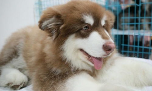 阿拉斯加幼犬适合吃什么狗粮