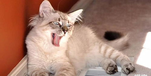 猫沙多久换一次好