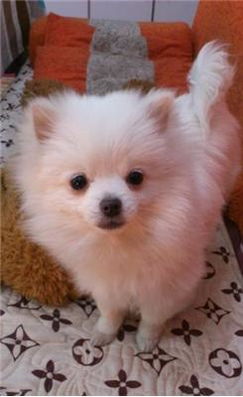 博美犬多久可以配种