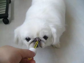 狗狗吃完驱虫药多久能好