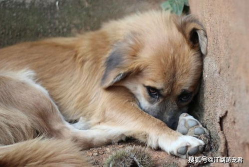 狗狗临产前的症状出现了多久能生