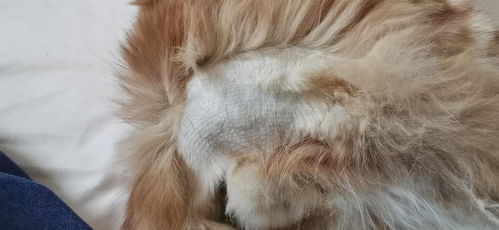 给猫剃毛多久能长齐