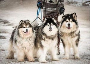 阿拉斯加犬冬天怕冷吗