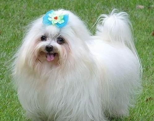 马尔济斯犬的优点
