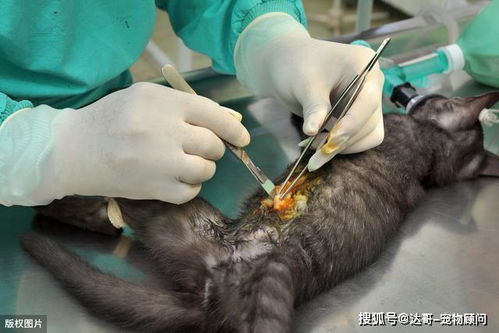 母狗做绝育手术危险吗