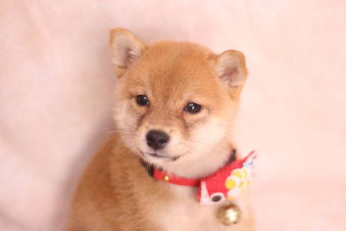 柴犬一般几个月发情