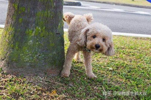 狗狗多久排尿合适
