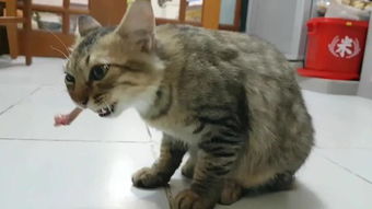 猫咪哪些东西不可以吃