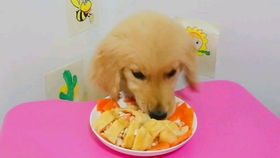小金毛狗能吃鸡蛋吗