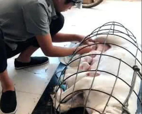 母狗生产后性格变吗