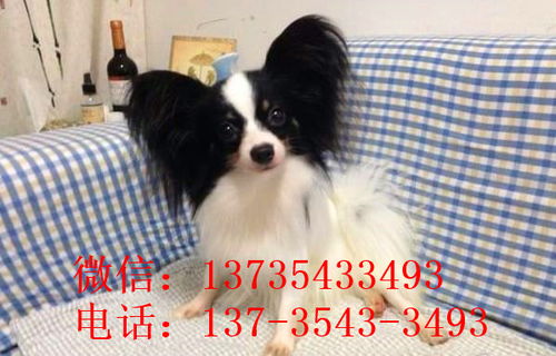 哪里有卖蝴蝶犬的呀