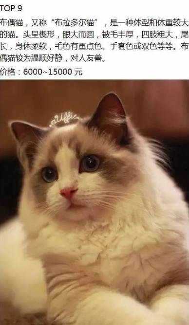 猫的品种都有哪些名字
