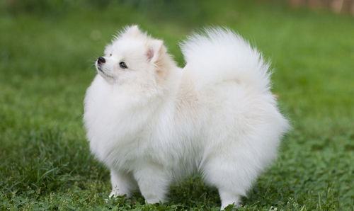 白色的中小型犬有哪些